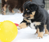 Ein Welpe mit einem Ball spielend