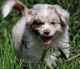 Ein Australian Shepherd im Gras