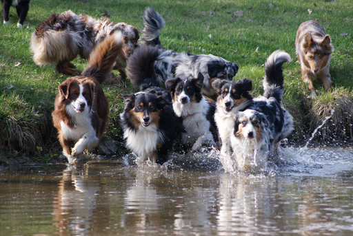 Die Aussies am Weg in den Teich