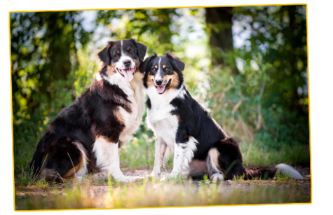 Zwei Hunde im Wald