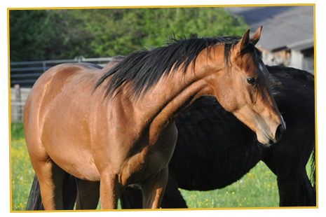 Ein Quarter Horse